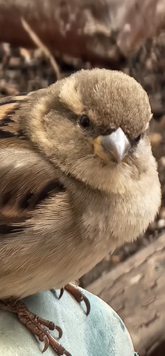 Bird joined us for breakfast